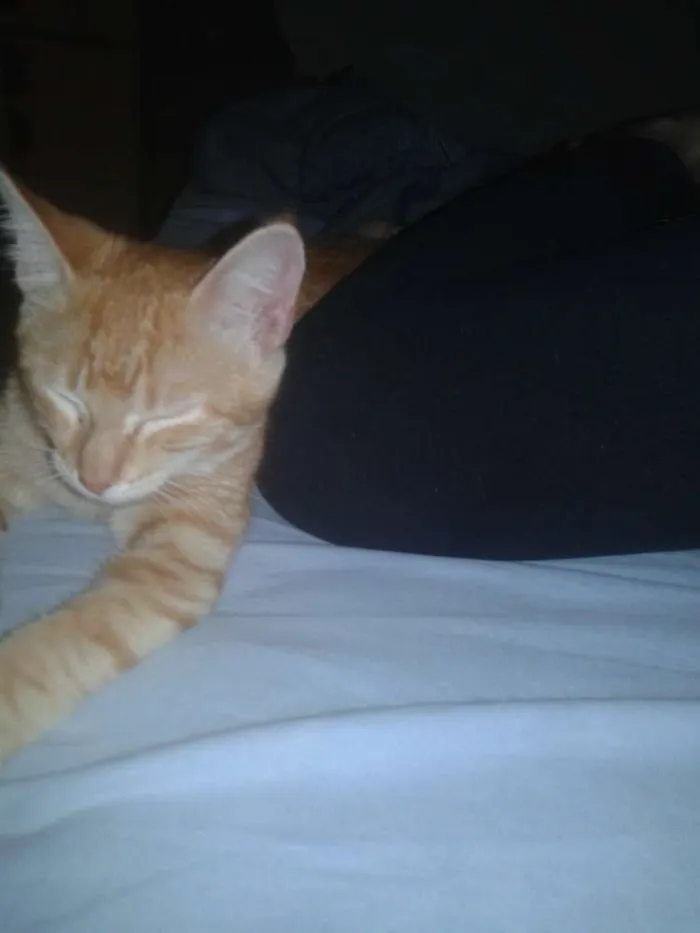 Gato raça  idade 2 a 6 meses nome Michel