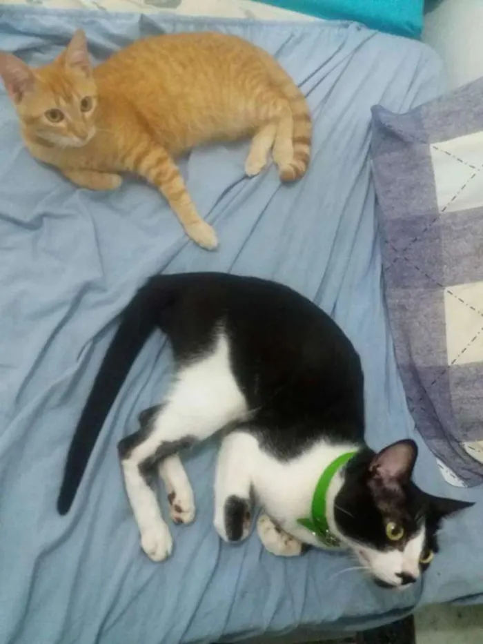 Gato raça  idade 2 a 6 meses nome Michel