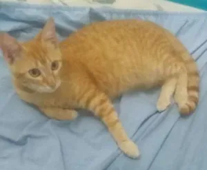 Gato raça  idade 2 a 6 meses nome Michel