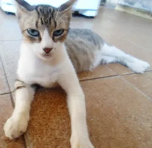 Gato raça não sei idade 5 anos nome sem nome