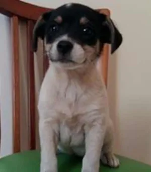 Cachorro raça Maltês idade Abaixo de 2 meses nome bebe