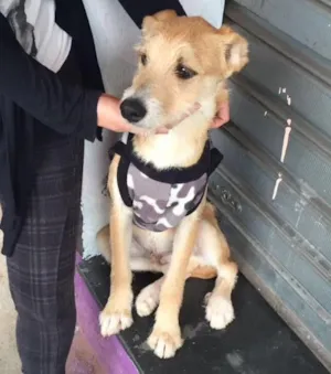 Cachorro raça Srd idade 2 a 6 meses nome Dudu