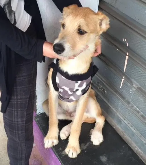 Cachorro raça Srd idade 2 a 6 meses nome Dudu