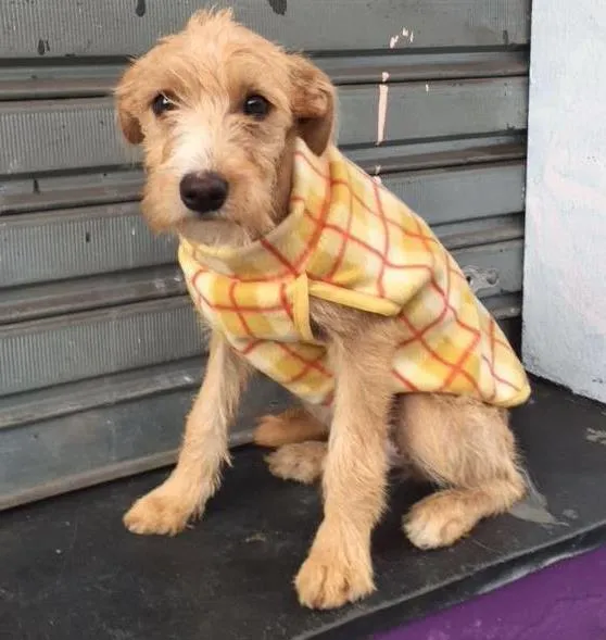 Cachorro raça Srd idade 2 a 6 meses nome Meg