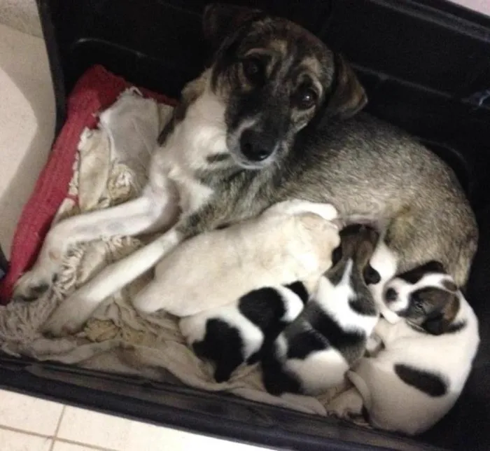 Cachorro ra a Vira lata idade 3 anos nome Luna