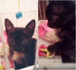 Gato raça SRD idade 2 a 6 meses nome  Brownie