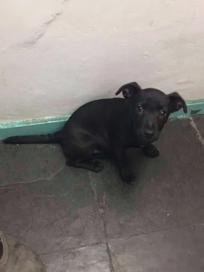 Cachorro raça SRD idade 2 a 6 meses nome Catarina