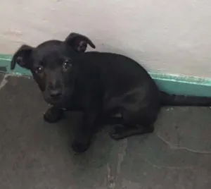 Cachorro raça SRD idade 2 a 6 meses nome Catarina