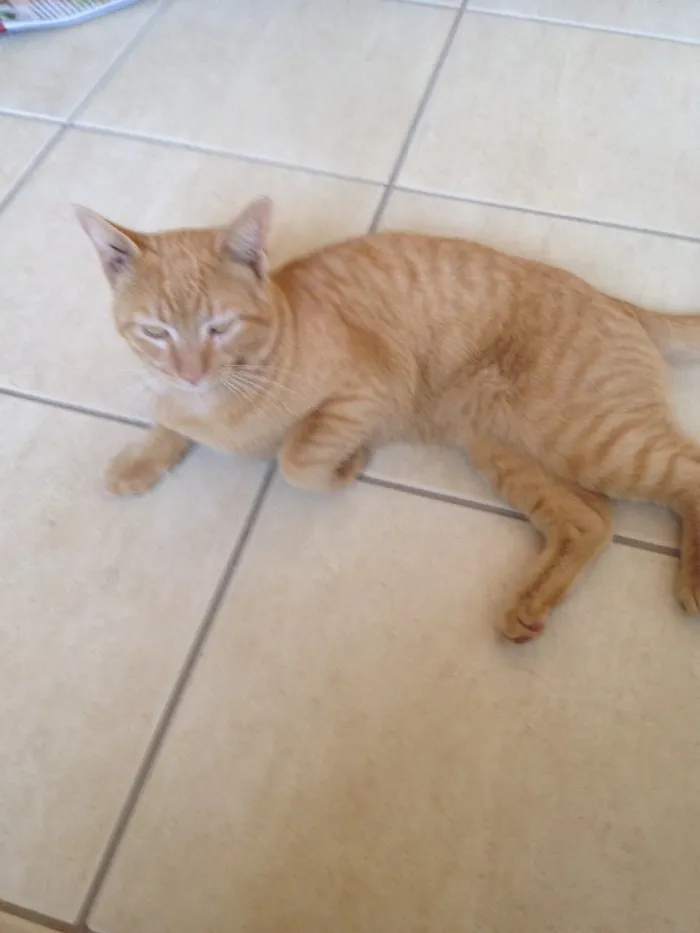 Gato ra a SRD idade 7 a 11 meses nome Perseu