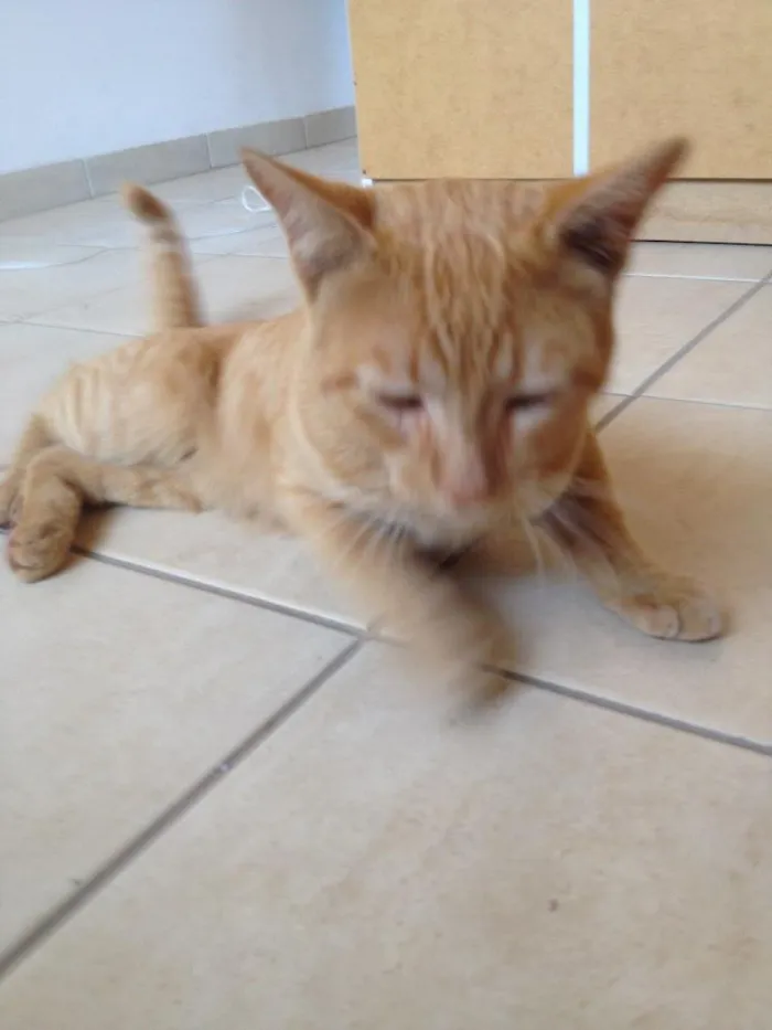 Gato ra a SRD idade 7 a 11 meses nome Perseu