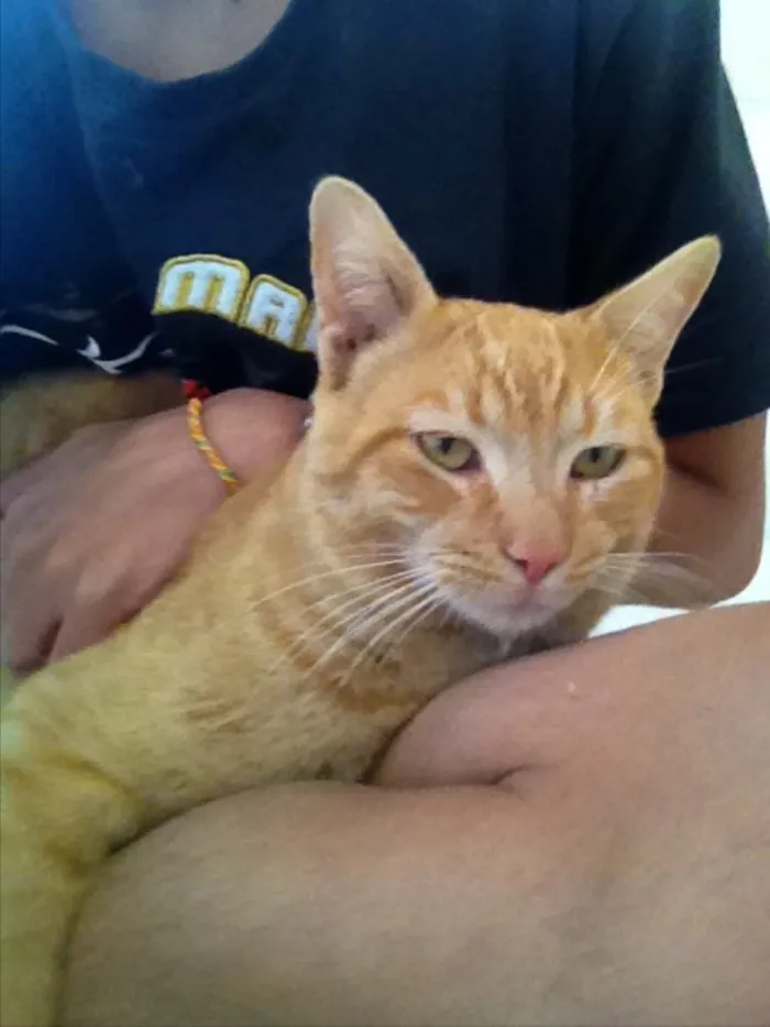 Gato ra a SRD idade 7 a 11 meses nome Perseu