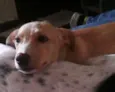 Mel