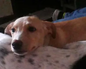 Cachorro raça SRD idade 2 a 6 meses nome Mel