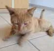 Gato raça SRD idade 7 a 11 meses nome Perseu