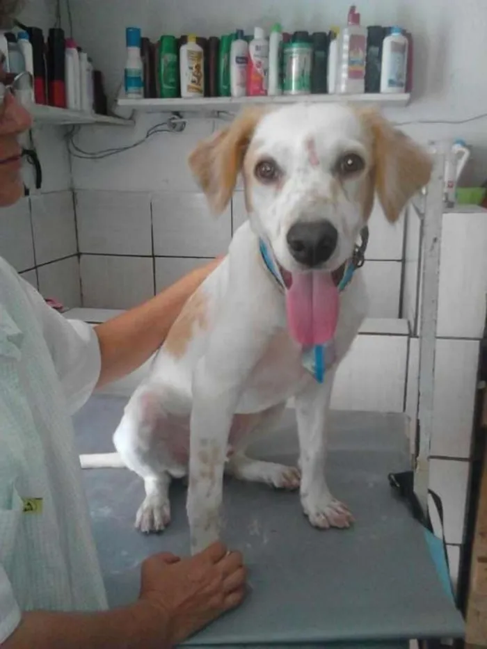 Cachorro ra a Vira-lata idade 7 a 11 meses nome Fred
