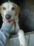 Fred