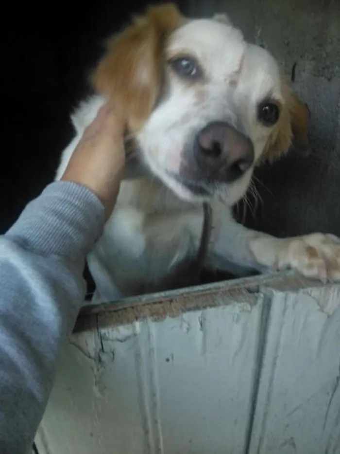 Cachorro ra a Vira-lata idade 7 a 11 meses nome Fred