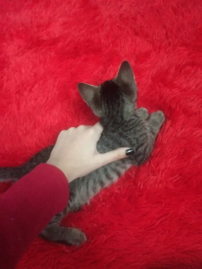 Gato ra a  idade 2 a 6 meses nome Gatinha