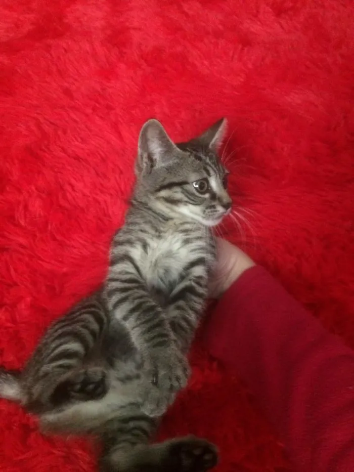 Gato ra a  idade 2 a 6 meses nome Gatinha