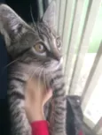 Gatinha