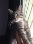Gatinha