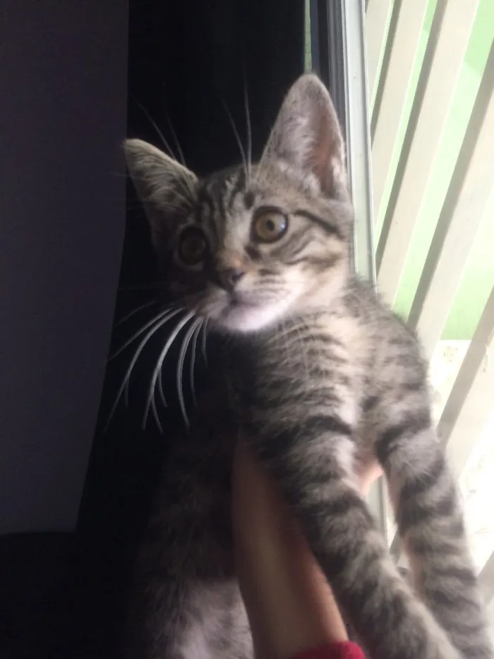 Gato ra a  idade 2 a 6 meses nome Gatinha