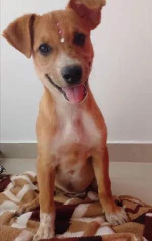 Cachorro raça SRD idade 2 a 6 meses nome Lindinha