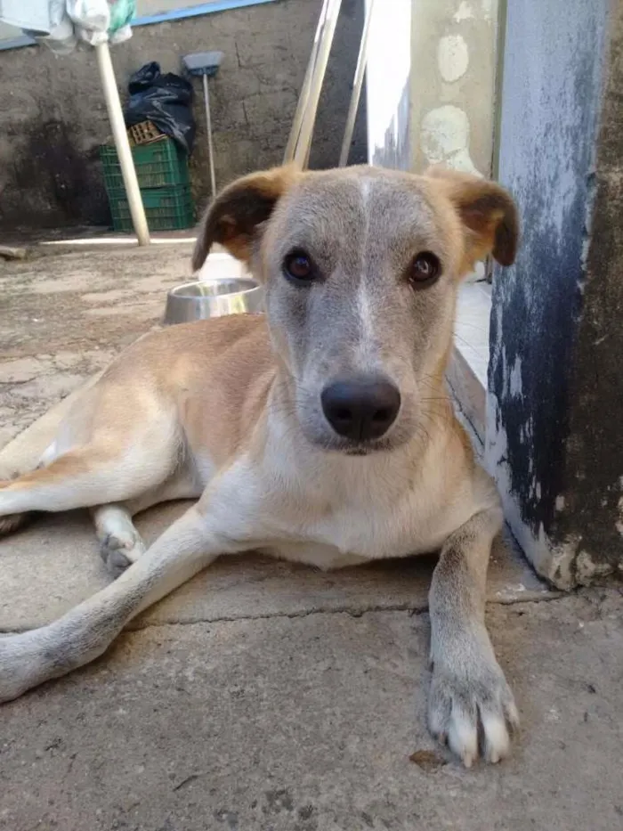 Cachorro ra a Vira Lata idade 1 ano nome Luma