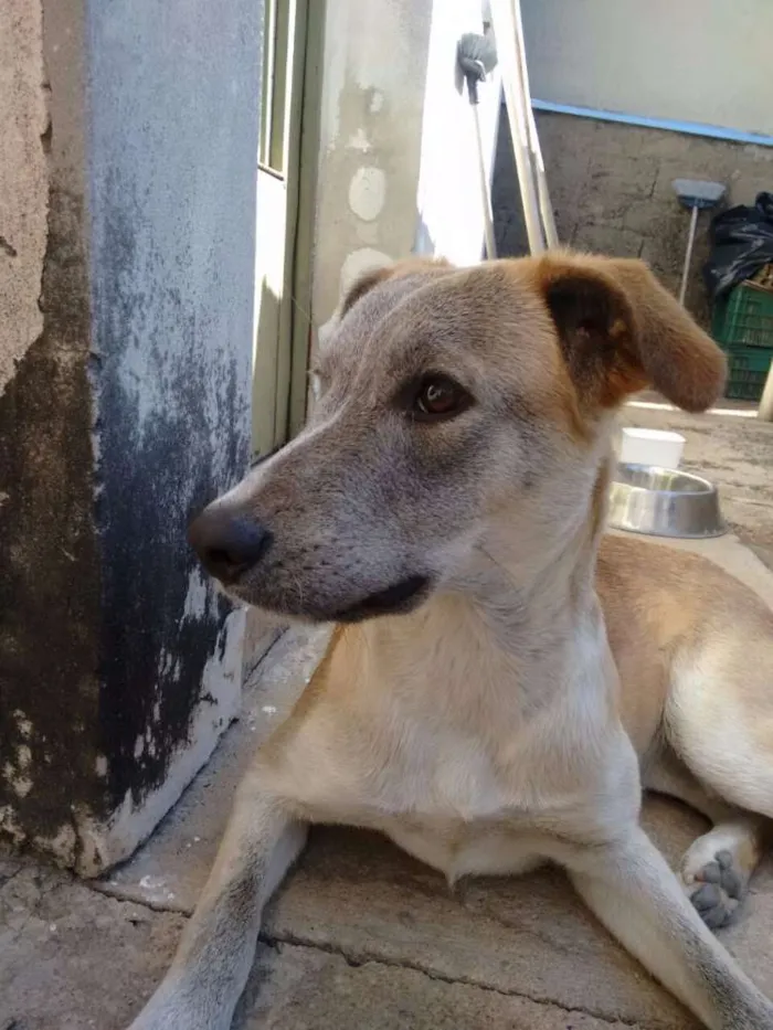 Cachorro ra a Vira Lata idade 1 ano nome Luma