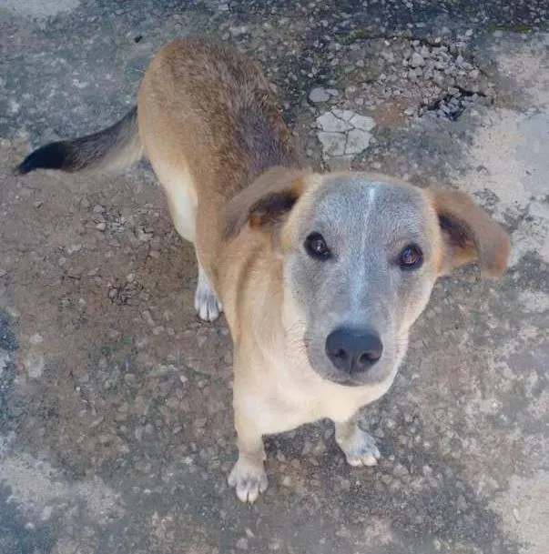 Cachorro ra a Vira Lata idade 1 ano nome Luma