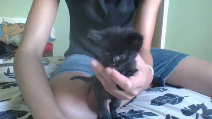 Gato ra a Indefinido idade Abaixo de 2 meses nome Snow