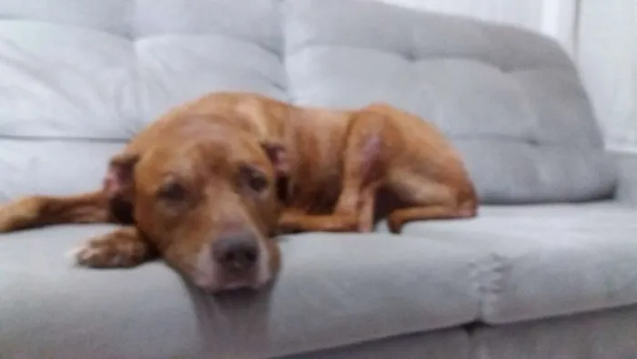 Cachorro ra a Pit-Bull idade 6 ou mais anos nome Slot