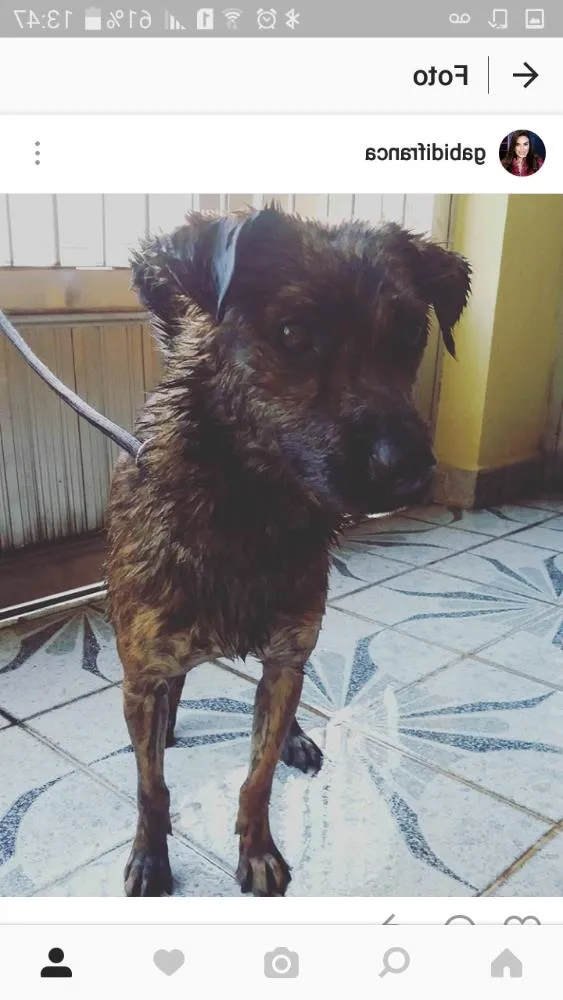 Cachorro raça  idade 1 ano nome Tigre
