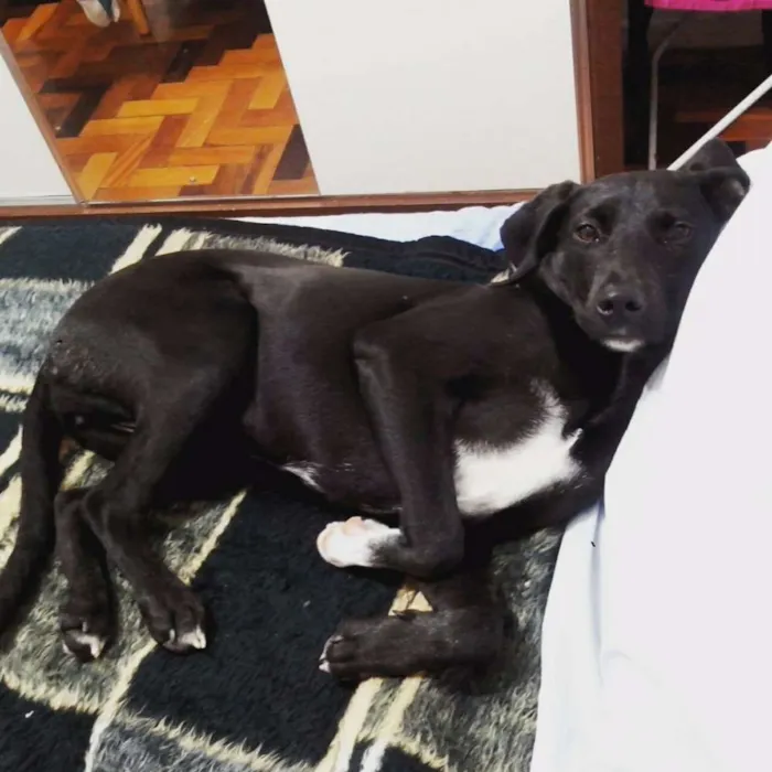Cachorro ra a SRD idade 1 ano nome Lady