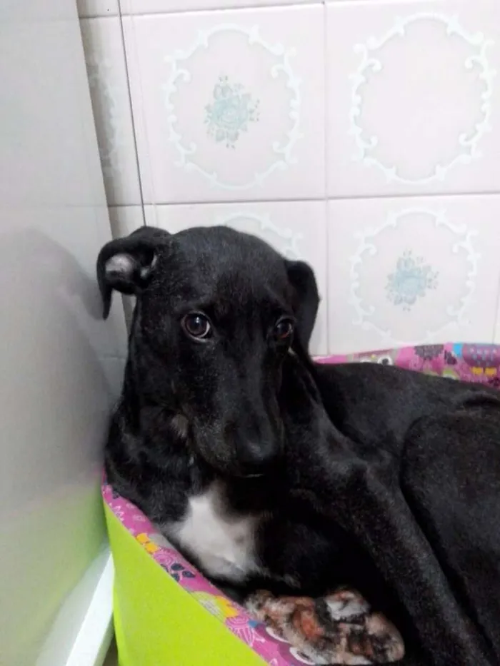 Cachorro ra a SRD idade 1 ano nome Lady