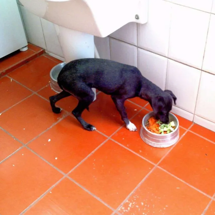 Cachorro ra a SRD idade 1 ano nome Lady