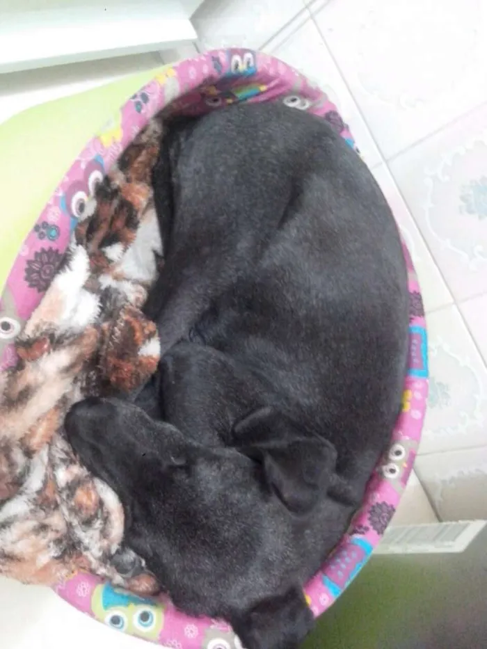 Cachorro ra a SRD idade 1 ano nome Lady