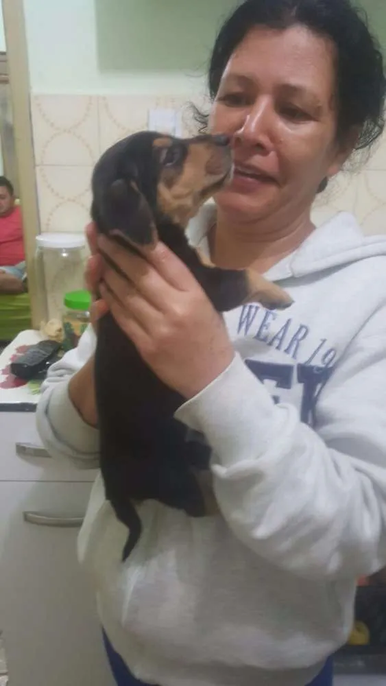 Cachorro ra a Basset  idade 2 a 6 meses nome Filhotes