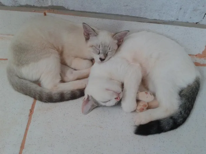 Gato ra a  idade 2 a 6 meses nome Anne e Ângela