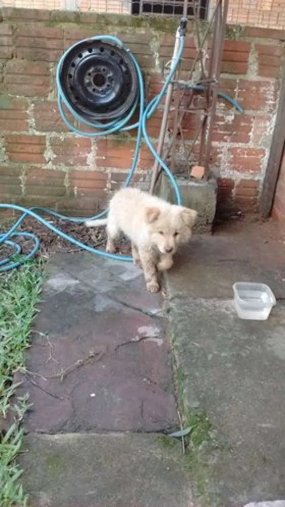 Cachorro ra a Chow Chow idade 2 a 6 meses nome Thor