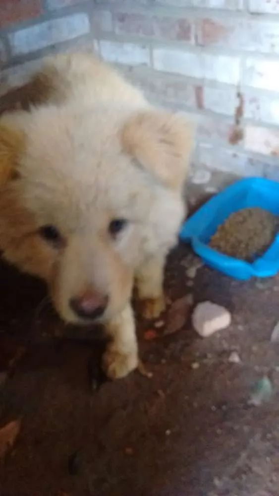 Cachorro ra a Chow Chow idade 2 a 6 meses nome Thor