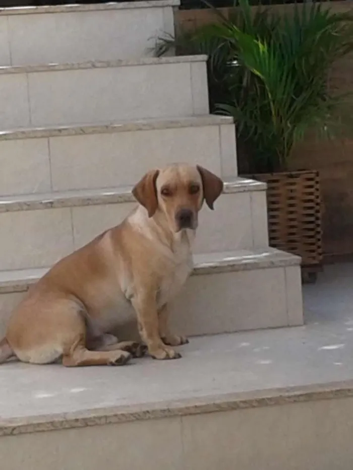 Cachorro raça meio labrador idade 5 anos nome Aslan