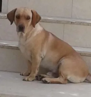 Cachorro raça meio labrador idade 5 anos nome Aslan