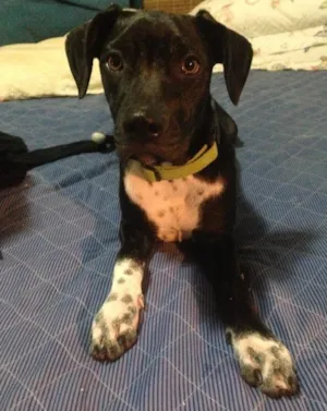 Cachorro raça SRD idade 7 a 11 meses nome MAGGUIE