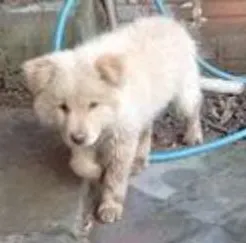 Cachorro raça Chow Chow idade 2 a 6 meses nome Thor