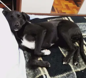 Cachorro raça SRD idade 1 ano nome Lady