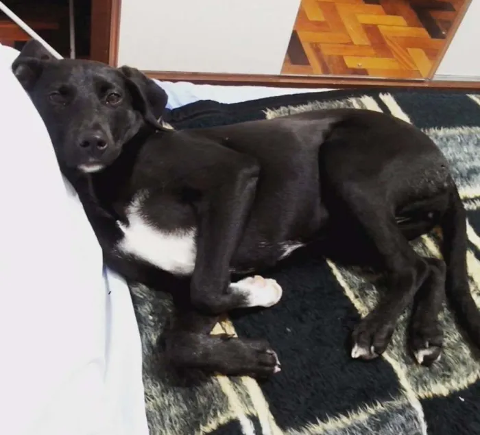 Cachorro ra a SRD idade 1 ano nome Lady