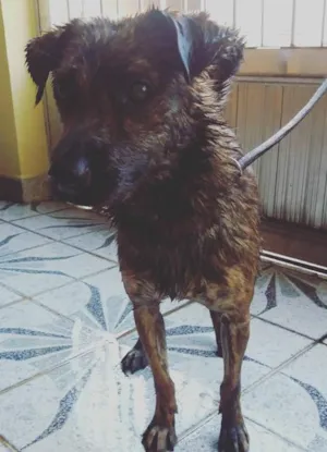 Cachorro raça  idade 1 ano nome Tigre
