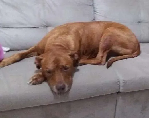 Cachorro ra a Pit-Bull idade 6 ou mais anos nome Slot