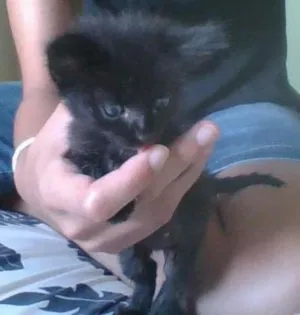 Gato raça Indefinido idade Abaixo de 2 meses nome Snow